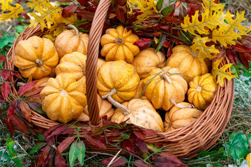 Beautiful ripe pumpkins in a basket. Harvest Festival. Collective farmers autumn harvest. Gorgeous autumn background with pumpkins.