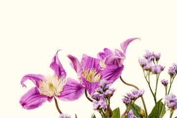 Purple clematis and sea-lavander