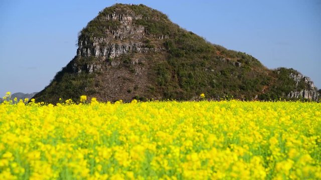 Out of focus (blur) yellow rapeseed (canola) flower field in spring, Luoping, China