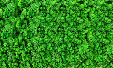 Freeze-dried moss. Decorative coating on empty walls. Natural material, green natural background. Wooden wall, round lamp, light element, neon.