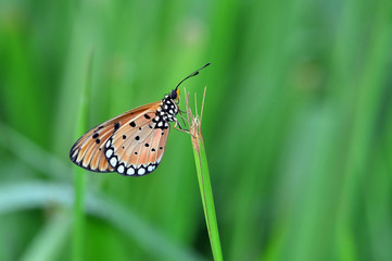 a butterfly is perched on the grass