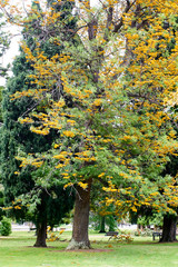 Naklejka premium Royal Botanic Gardens Victoria