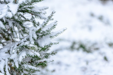 Snowfall on the background of trees-natural winter landscape