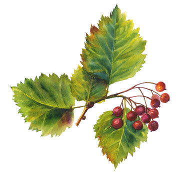 watercolor hawthorn branch with berries clip art preview