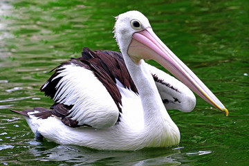 pelecanus conspicillatus, pelicans bird