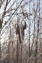 Acacia seeds covered with hoarfrost. Plants in winter time