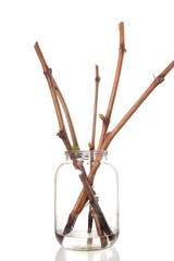 The process of growing grapes saplings from the vine.