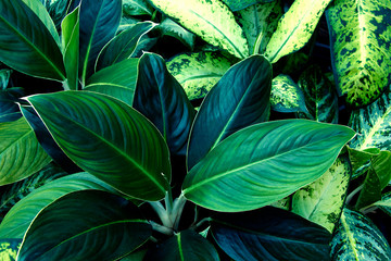 Tropical leaf texture. Dark green leaves. Abstract on natural background.