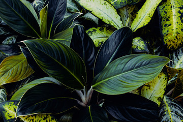 Fototapeta na wymiar Tropical leaf texture. Dark green leaves. Abstract on natural background.