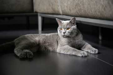 British shorthair breed, blue-gray color, orange eyes Sitting and resting on a black floor and looking sideways Is a beautiful cat and a good pedigree.
