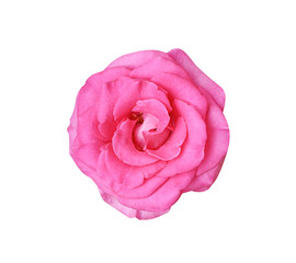 Sweet fresh pink rose flower isolated on white background and clipping path , one