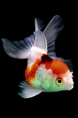 goldfish red cap oranda