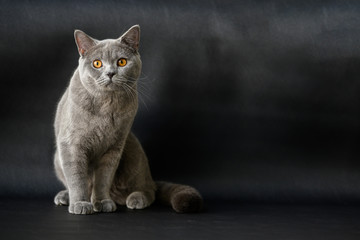 British shorthair breed, blue-gray color, orange eyes Sitting and resting on a black floor and was...