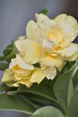 yellow colour adenium flower in garden