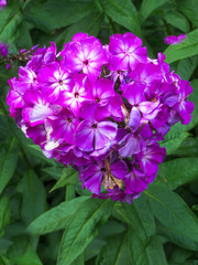 Beautiful purple phlox flower in the garden.