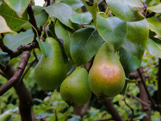 Not ripened green pear fruit on a tree.