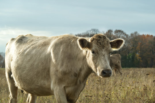 a beige cow walks in the autumn meadow and enjoys the last sunny days, close up photos