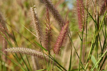 Group of Purple color Chinese fountain grass blossom on tree, Flower full of hairs