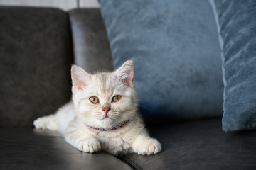 British shorthair kittens, shades of silver-gray, lying on the dark gray sofa in the house, pretty face and good bloodline.