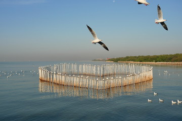 Group of seagulls standing on bamboo stalks arranged in a heart shape in the sea, Seagull flying at Bang Poo Recreational Retreat ,Migratory birds in winter, Thailand