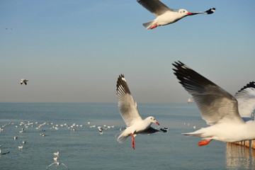 Group of Seagulls flying and floating on the sea surface , Seagull with blue sky in background at Bang Poo Recreational Retreat, Migratory birds in winter, Thailand