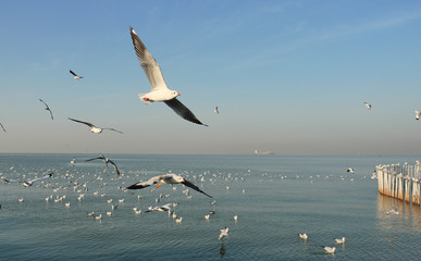 Group of Seagulls flying and floating on the sea surface , Seagull with blue sky in background at Bang Poo Recreational Retreat, Migratory birds in winter, Thailand