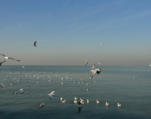 Group of Seagulls flying and floating on the sea surface , Seagull with blue sky in background at Bang Poo Recreational Retreat, Migratory birds in winter, Thailand