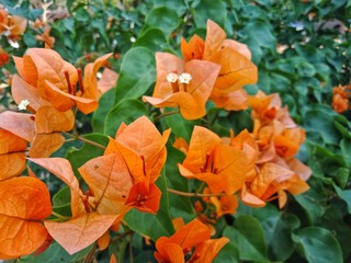 Bright bougainvillea flowers in the garden