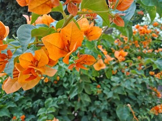 Bright bougainvillea flowers in the garden