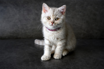 British shorthair kittens, shades of silver-gray, lying on the dark gray sofa in the house, pretty face and good bloodline.