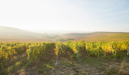 Beautiful landscape of Vineyards in Tuscany. Chianti region in summer season. Italy.