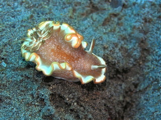 The amazing and mysterious underwater world of Indonesia, North Sulawesi, Manado, sea slug