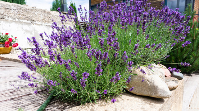 Luxurious bushes of fragrant provence lavender bloom in a landscape design composition with boulders and pine