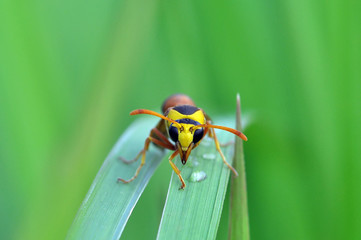 beetle on the leaf