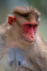 Monkey Portraits at Mandagadde Bird Sanctuary Karnataka