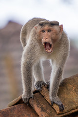 Monkey Portraits at Mandagadde Bird Sanctuary Karnataka