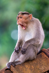 Monkey Portraits at Mandagadde Bird Sanctuary Karnataka