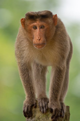 Monkey Portraits at Mandagadde Bird Sanctuary Karnataka