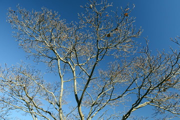 冬空とハナミズキの枯れ木