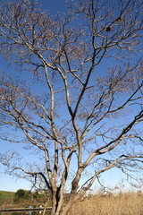 Fototapeta premium 冬空と水辺の花水木の枯れ木