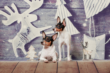 Two american toy fox terrier on a Christmas background