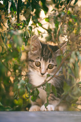 adorable kitten cat looking at camera