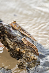 Mudskipper or amphibious fish in mangrove forest. 