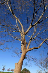 冬空とハナミズキの枯れ木