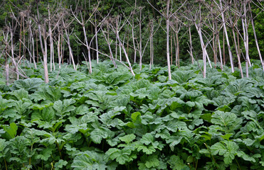 Spring seedlings of a dangerous poisonous plant that causes burns in people, Hogweed Sosnowski. It spreads in the wild very quickly and creates an environmental problem.