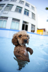 Fun puppies in a swimming pool
