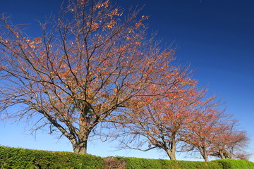 江戸川土手の冬の桜の木と冬空