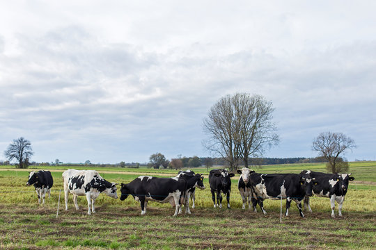 Black and white dairy cows on pasture on aggro landscape background in autumn entourage. Black and white cows on a farmland. Rural Landscape of Cattle Grazing in a Green Field