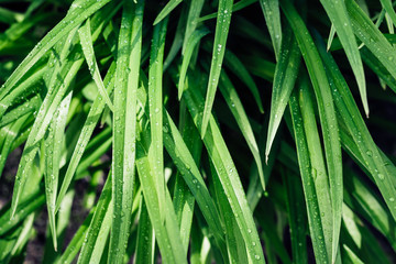 Fototapeta na wymiar Beautyful green grass stems with dew drops. Natural floral monochrome background, selective focus