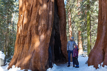 family in sequoia national park